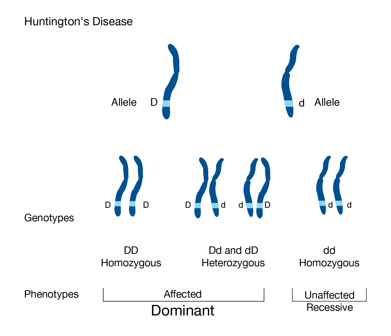 dominant and recessive traits