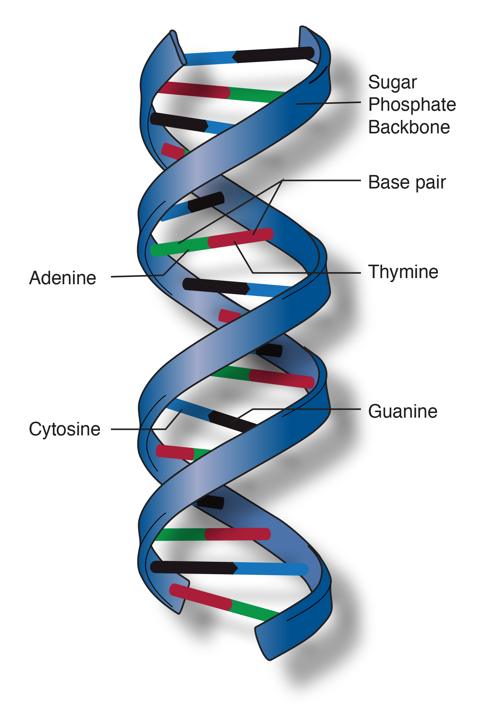 Double Helix | Talking Glossary of Genetic Terms | NHGRI gene vs dna vs rna diagram 