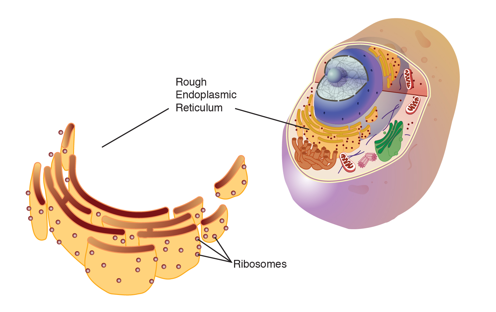 structure that manufactures ribosomes