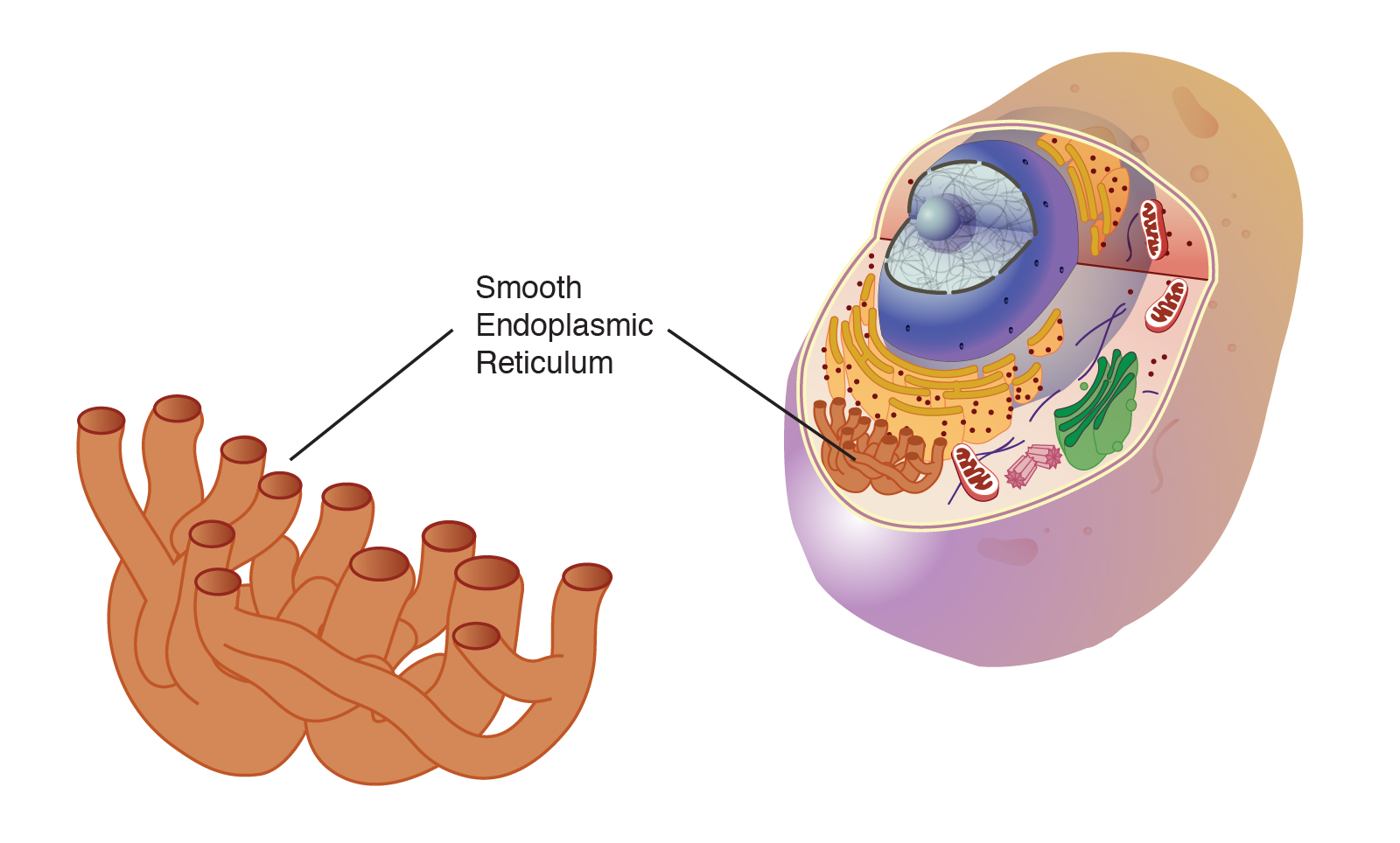 Endoplasmic Reticulum Stock Illustrations, Royalty-Free Vector Graphics &  Clip Art - iStock | Mitochondria, Ribosome, Lysosome