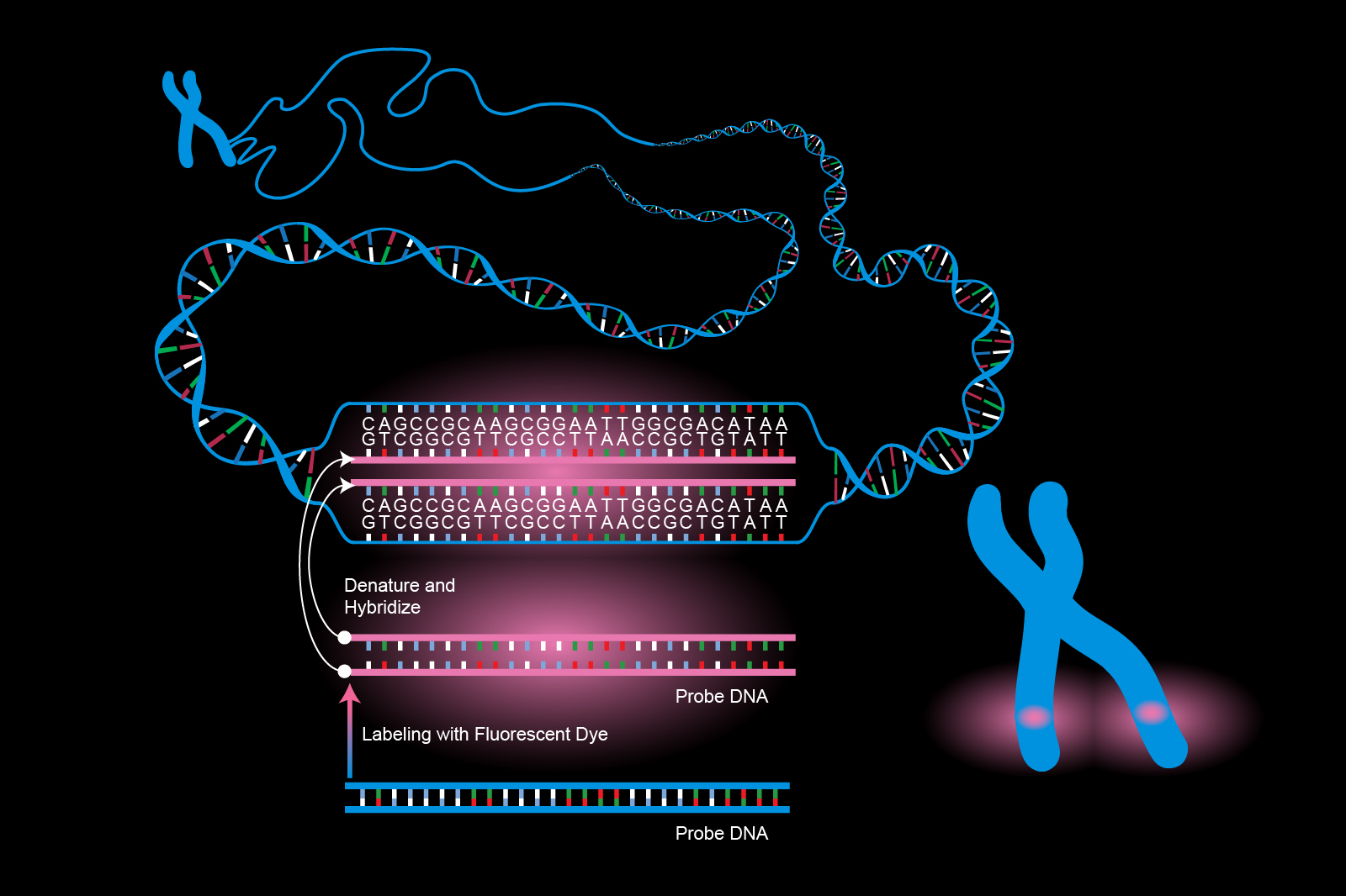 Fluorescence In Situ Hybridization Fish