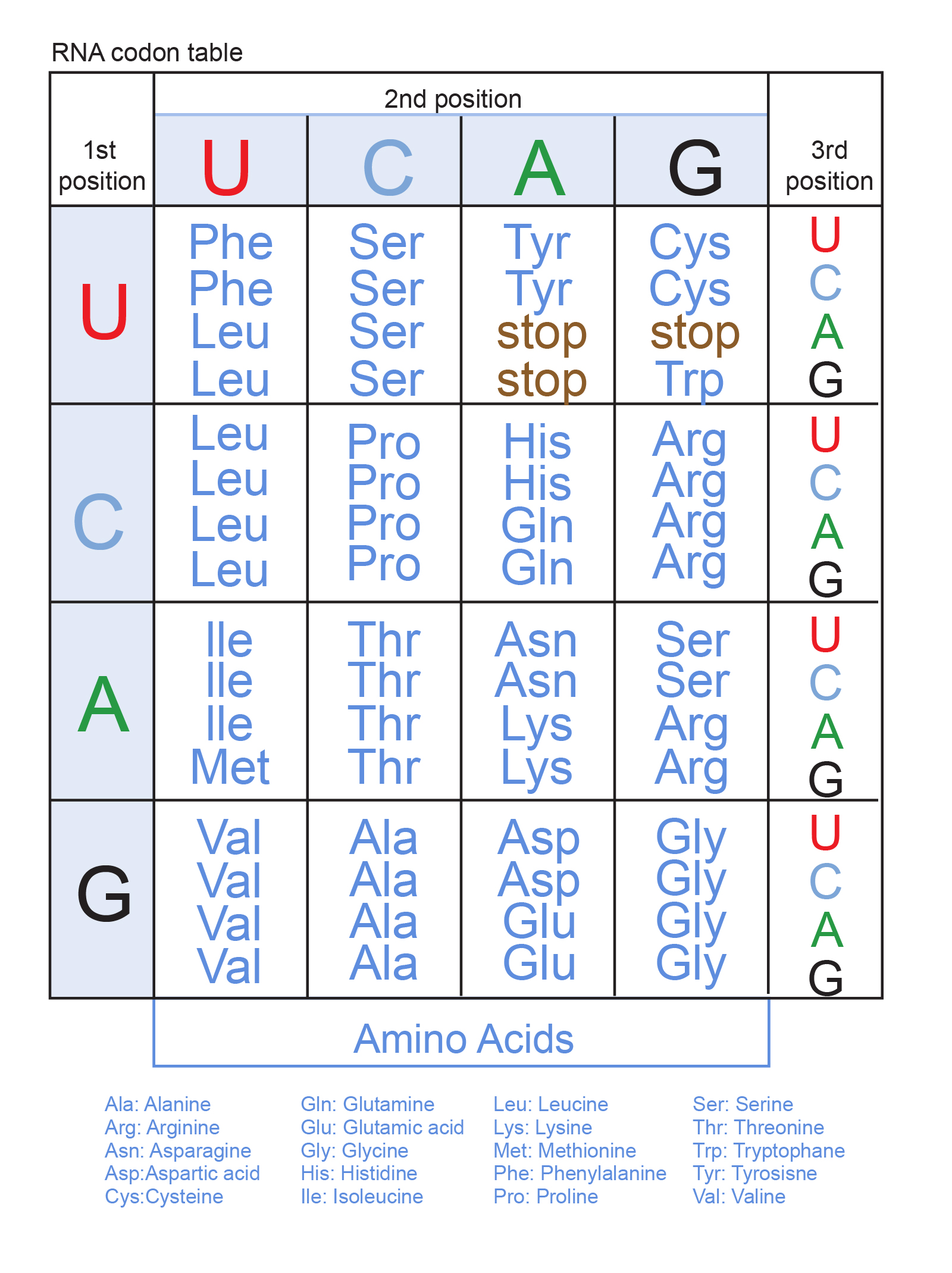 Genetic Code