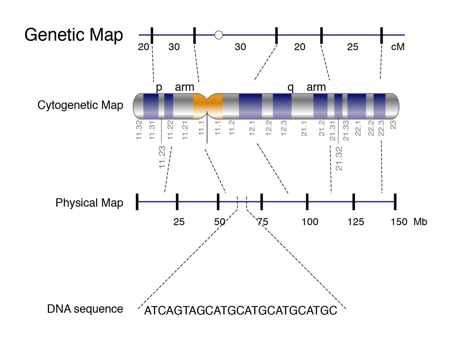 Genetic Map 