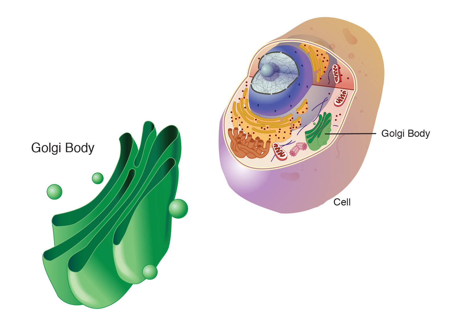 human cell model for kids