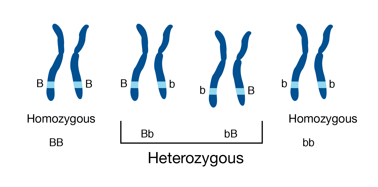 bioedit code heterozygote