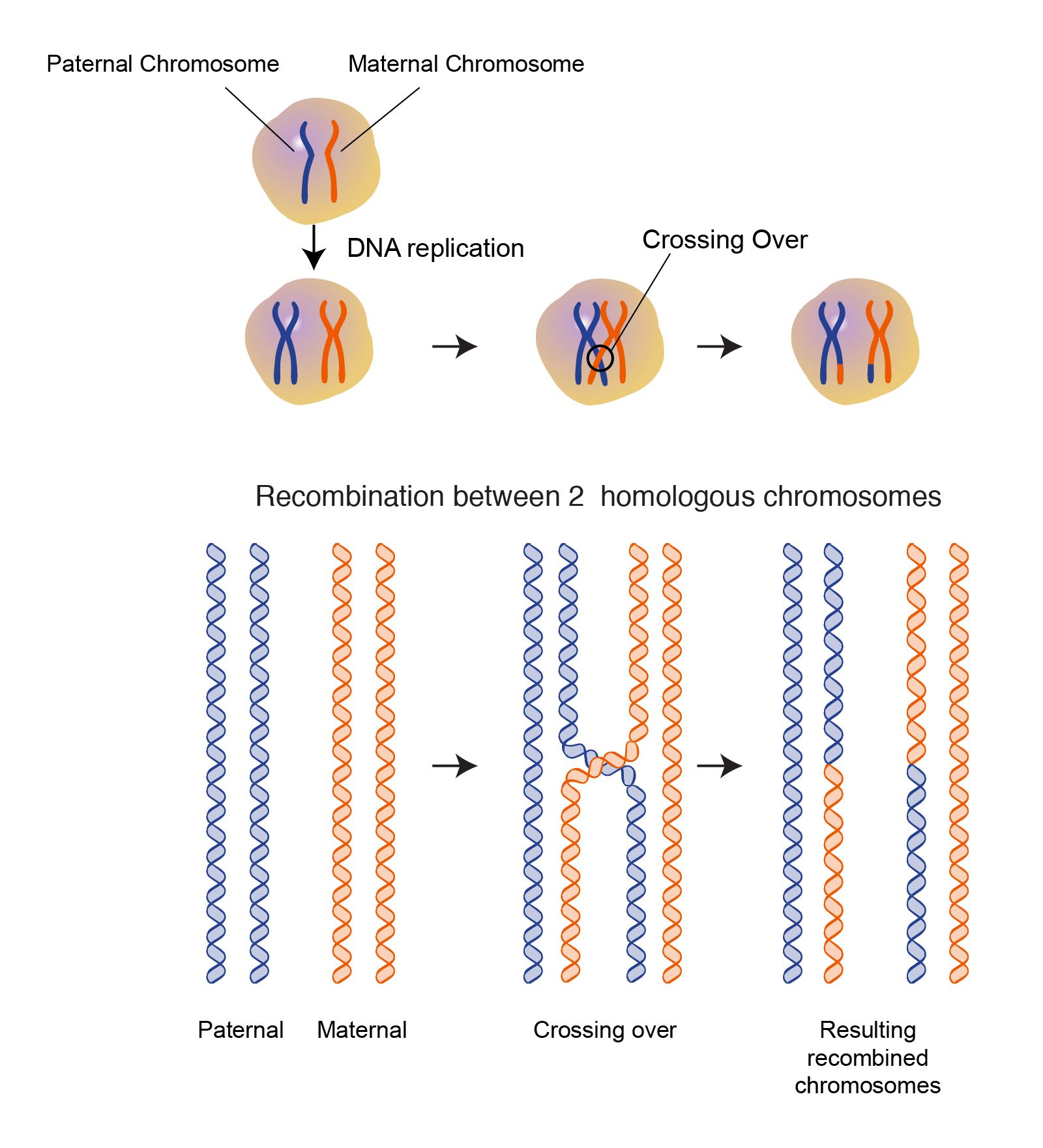 Homologous Recombination
