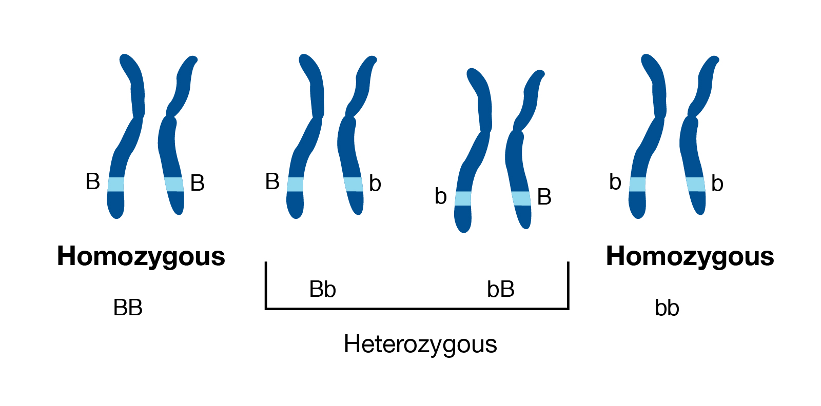 Homozygous