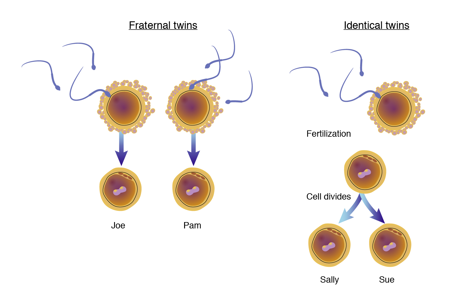 Genome.gov illustration of the differences between fraternal and identical twins