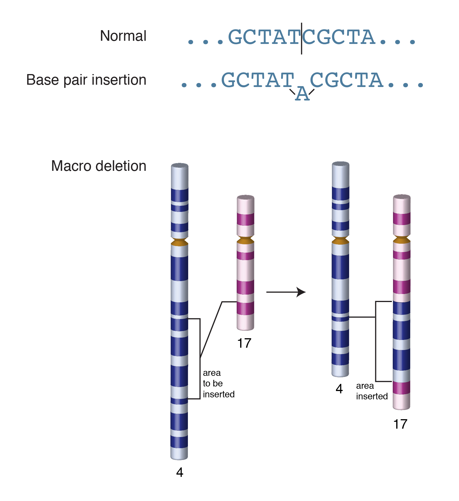 Inserting gene into genome