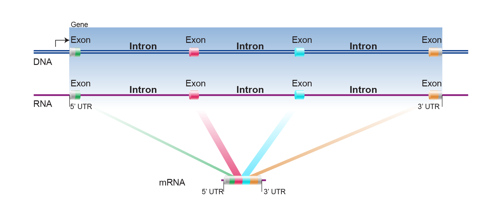 how to identify exon and intron in sequence bioedit