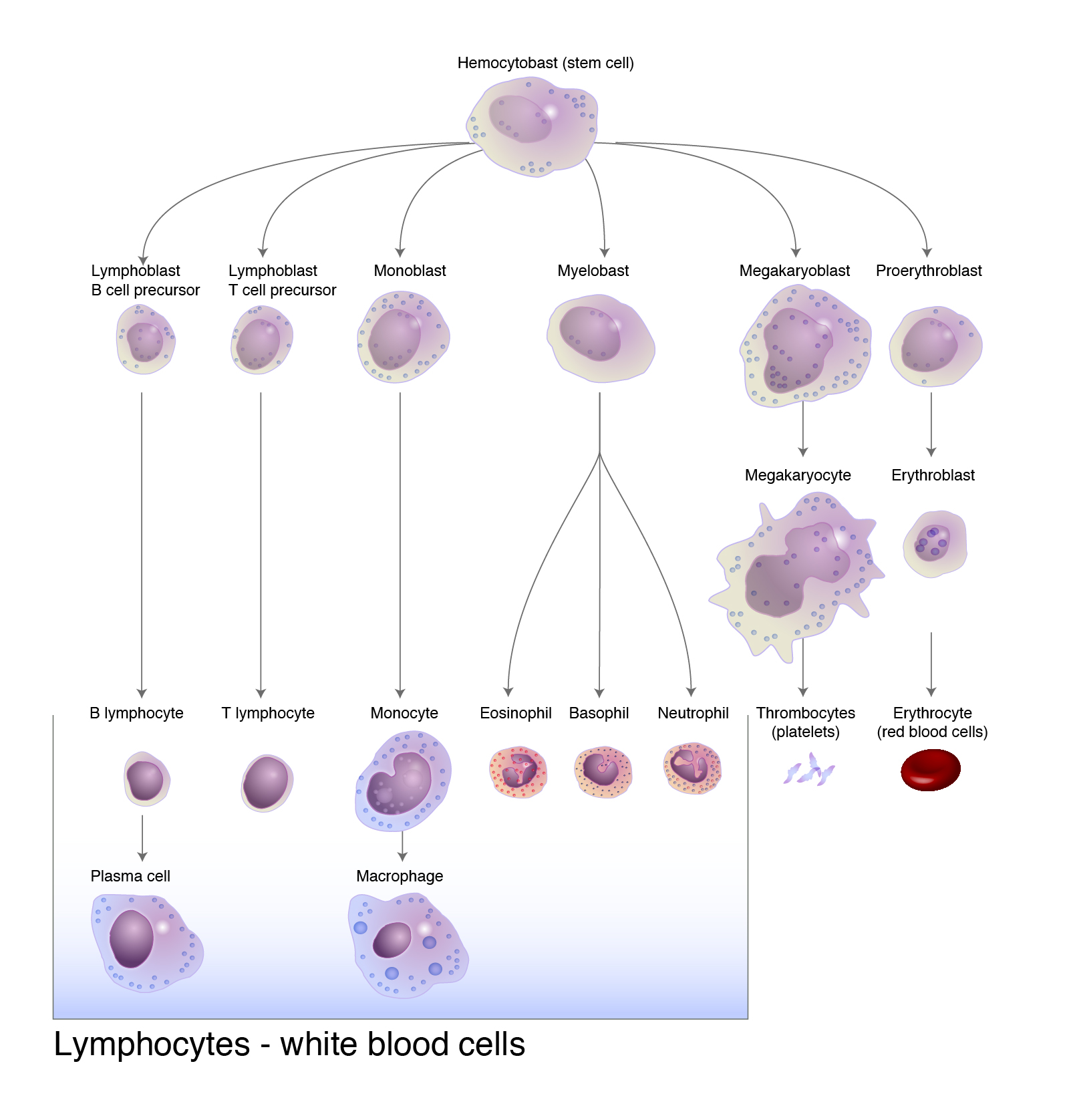 human immune system cells