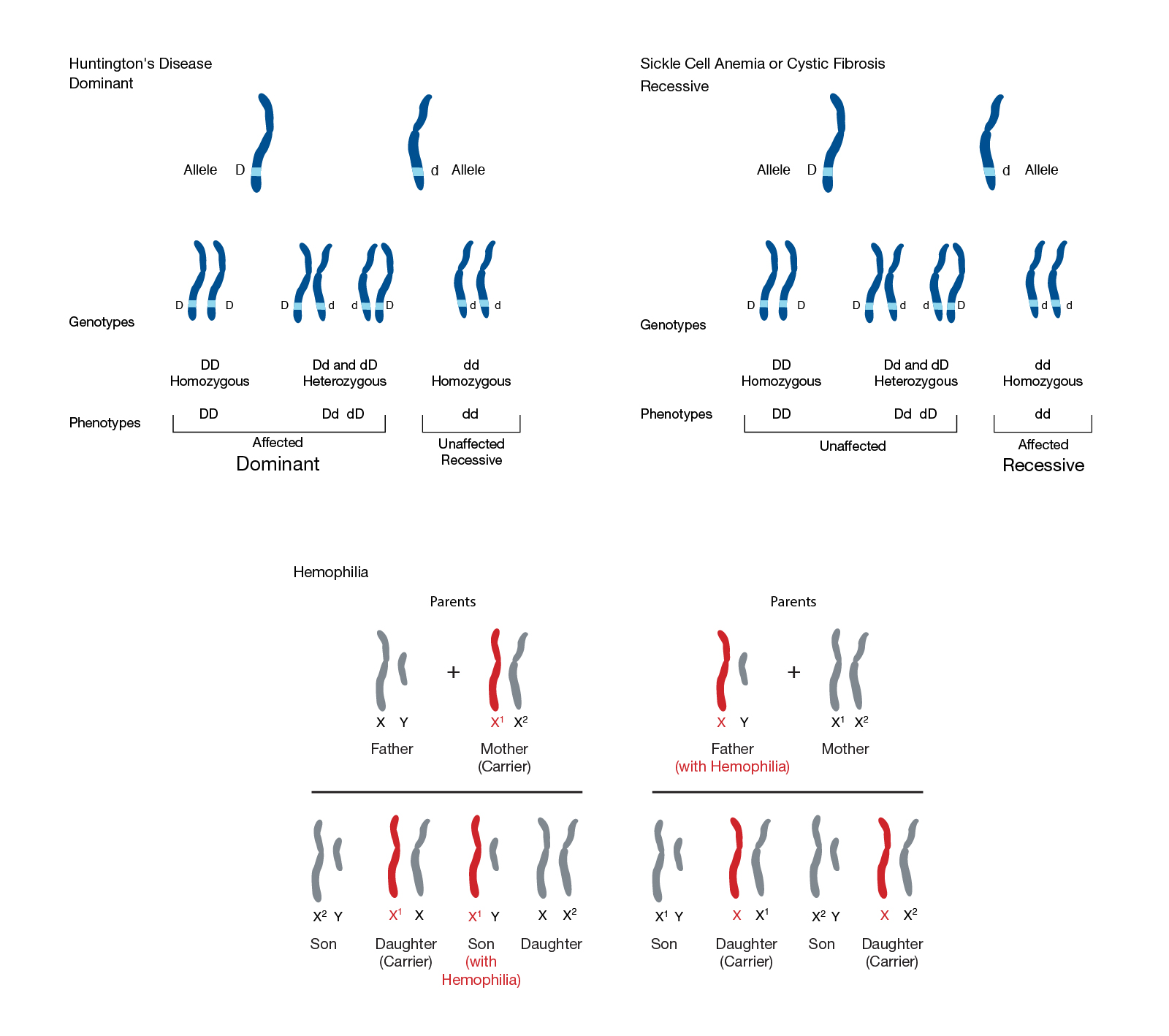 Mendelian Inheritance | Talking Glossary of Genetic Terms | NHGRI