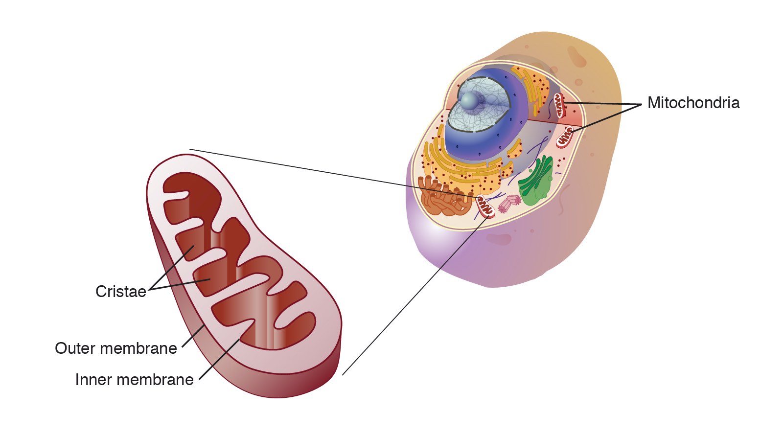 Mitochondria In A Animal Cell Processing Energy With Mitochondria