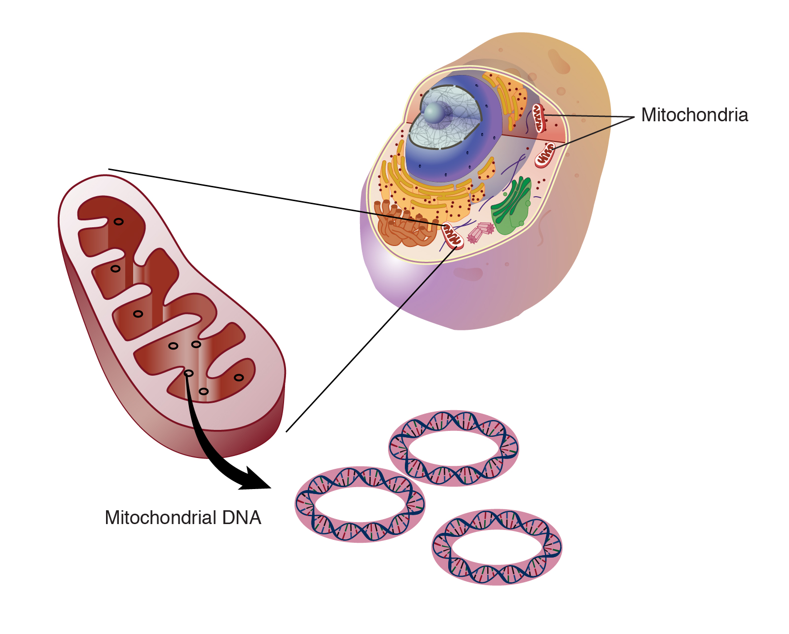 Image of a cell, mitochondria within a cell, and mitochondria DNA