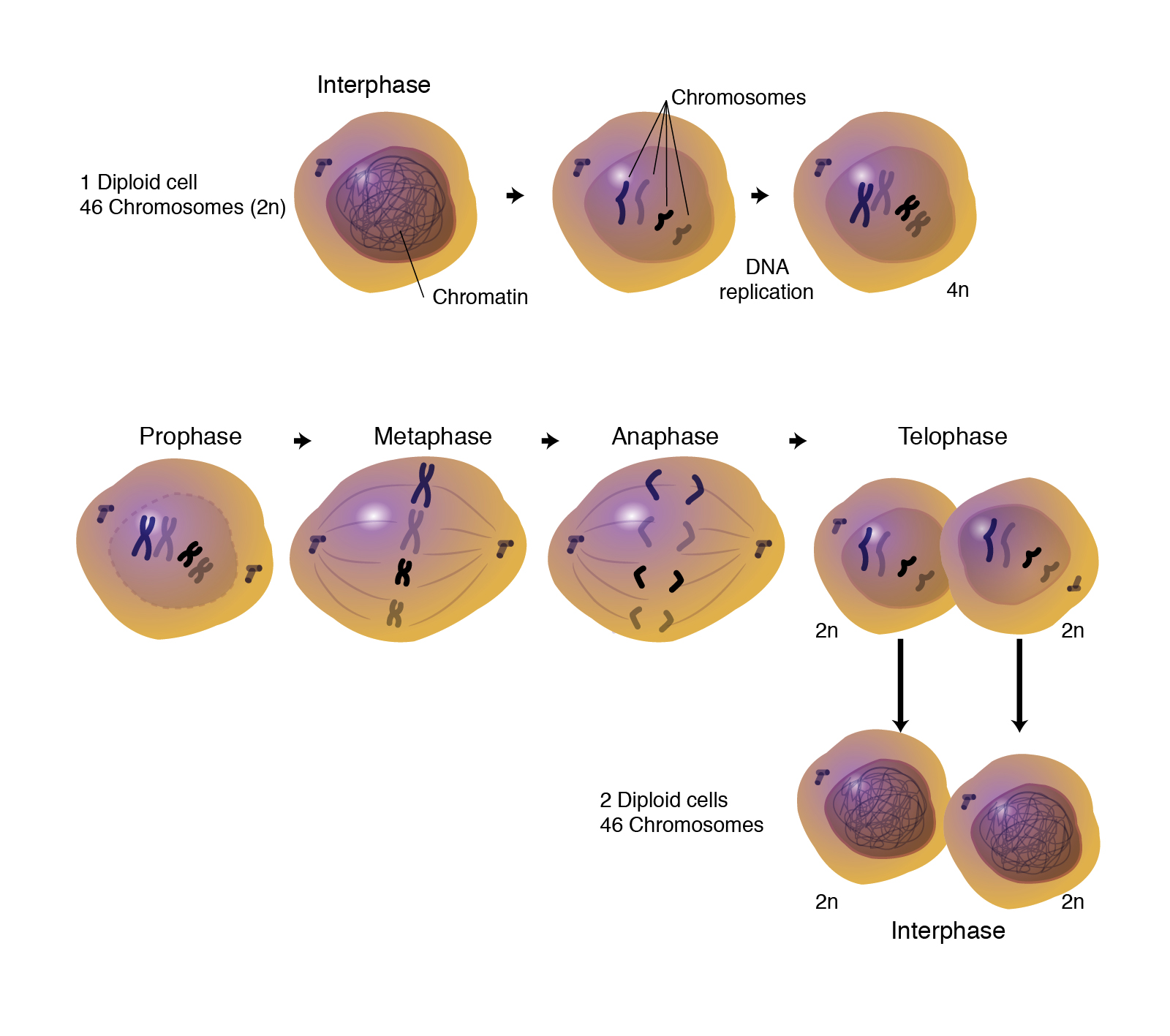 Mitosis