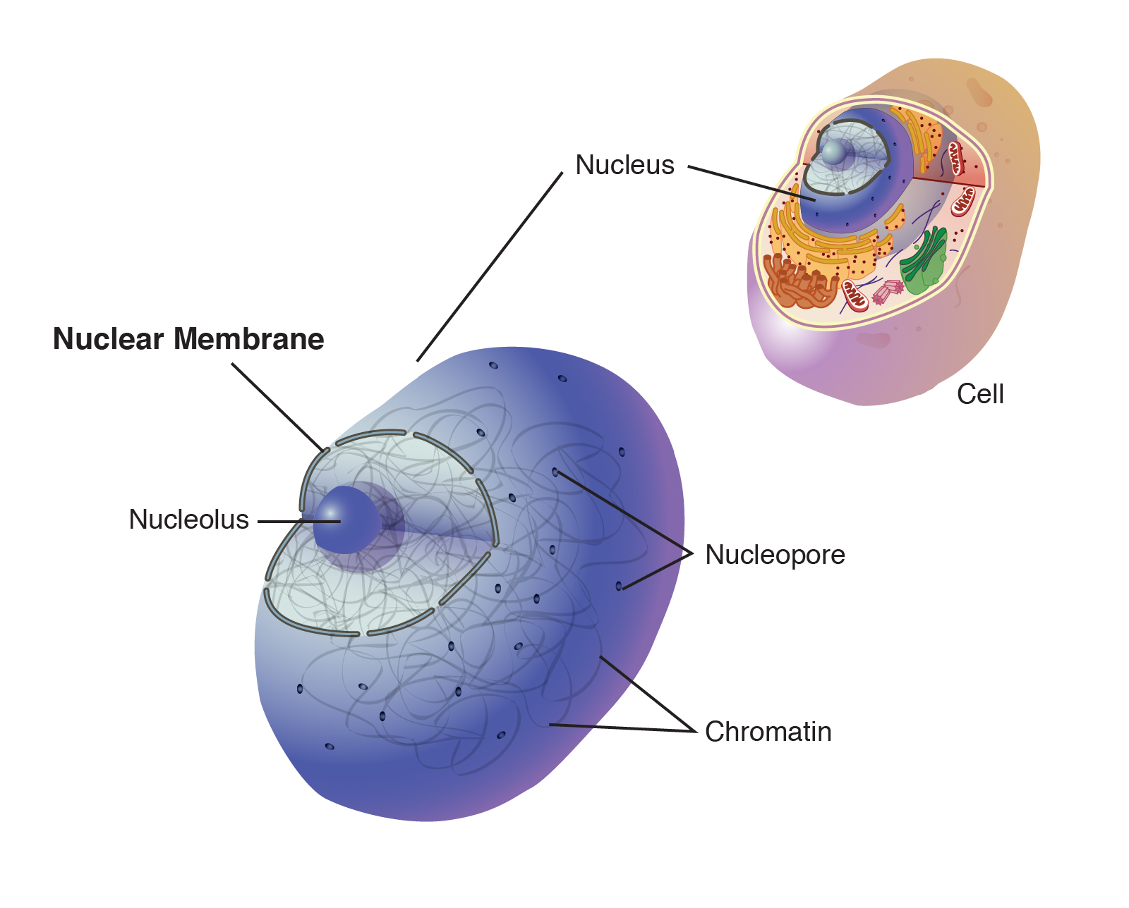 Nuclear Membrane