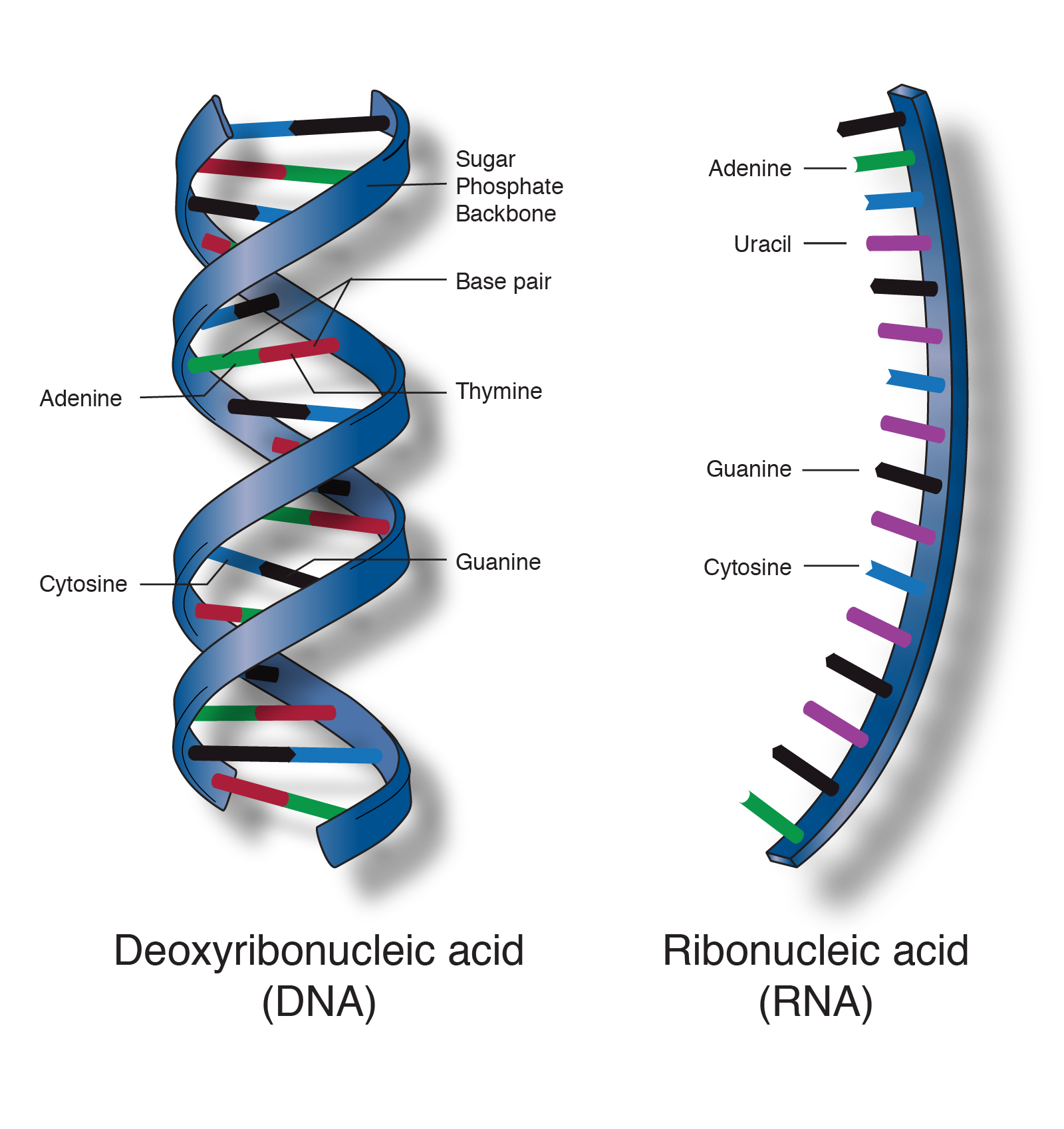 What is a peptide? Peptides: the first piece of the puzzle – OneSkin