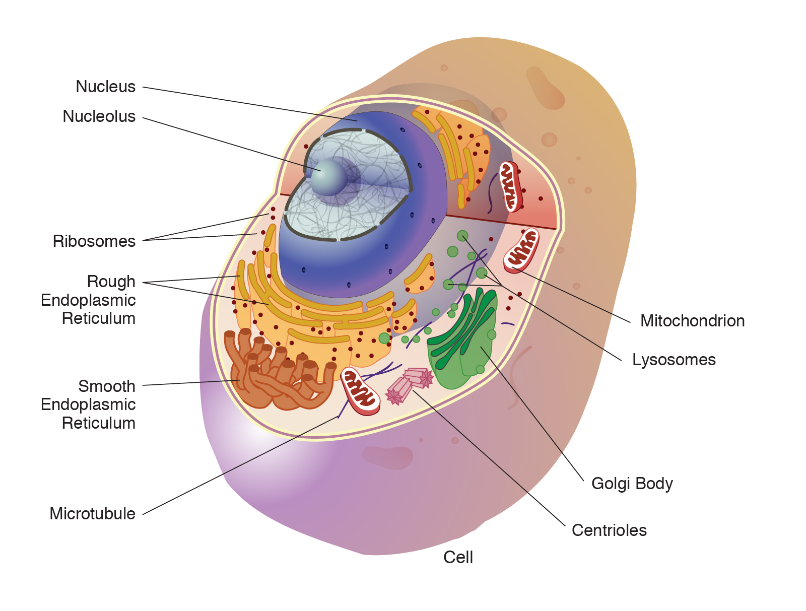 human cell model for kids