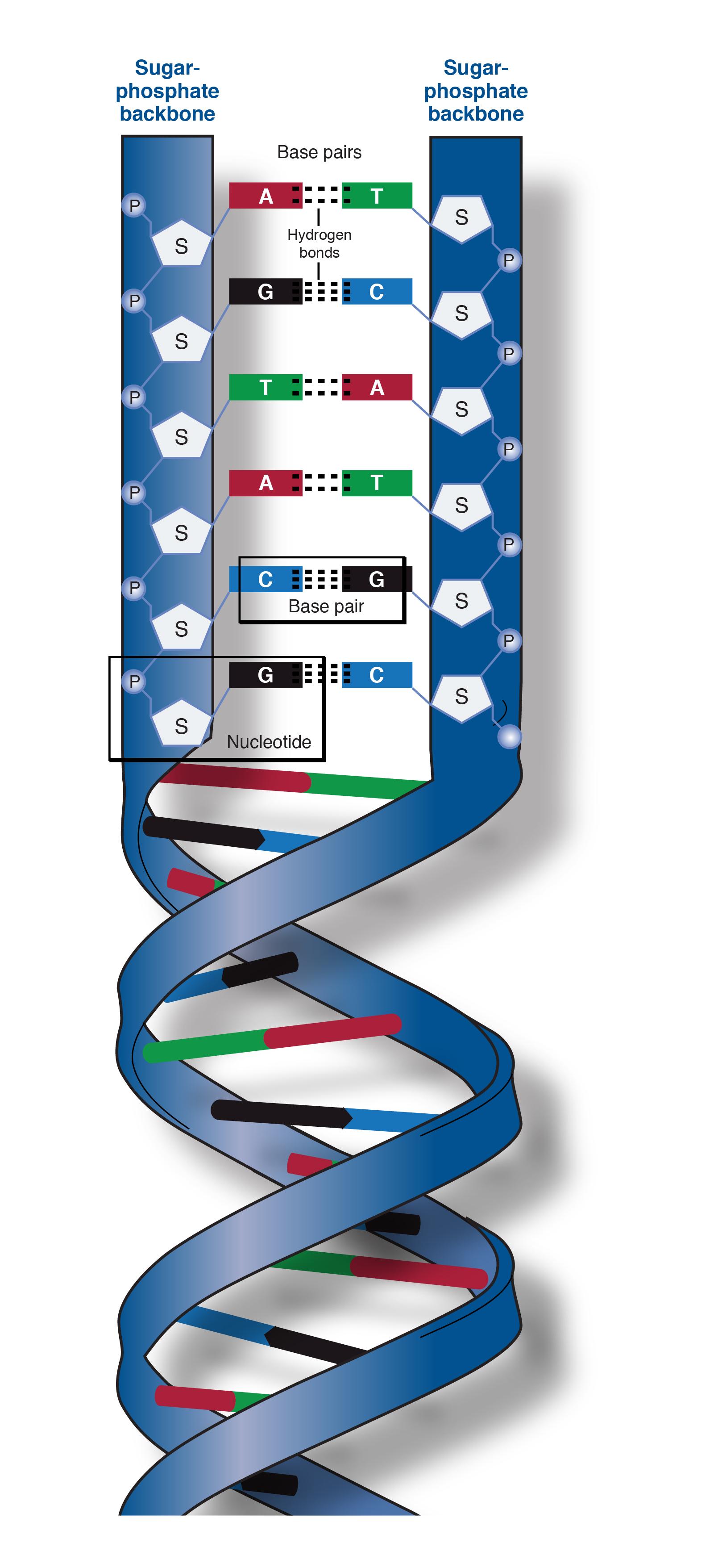 backbone of dna