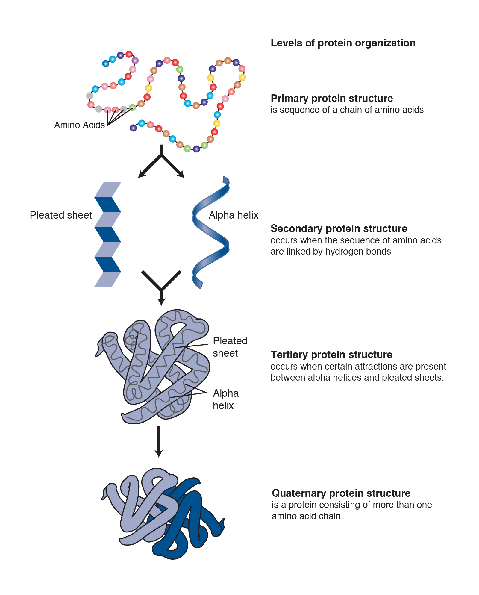 Protein