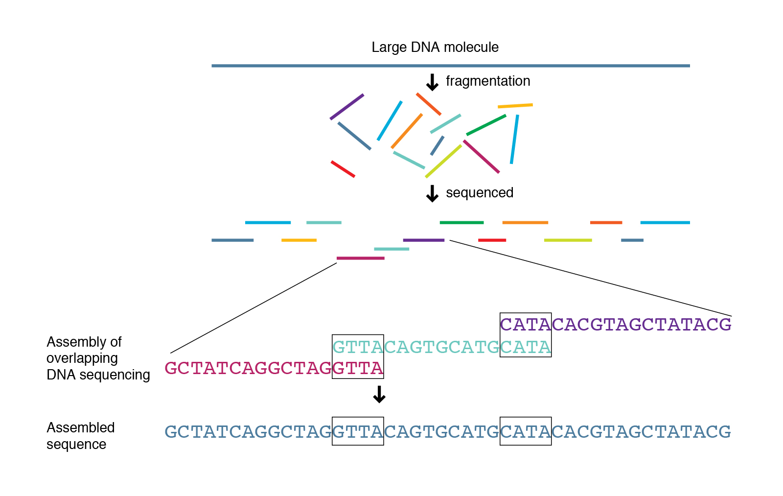 Shotgun Sequencing