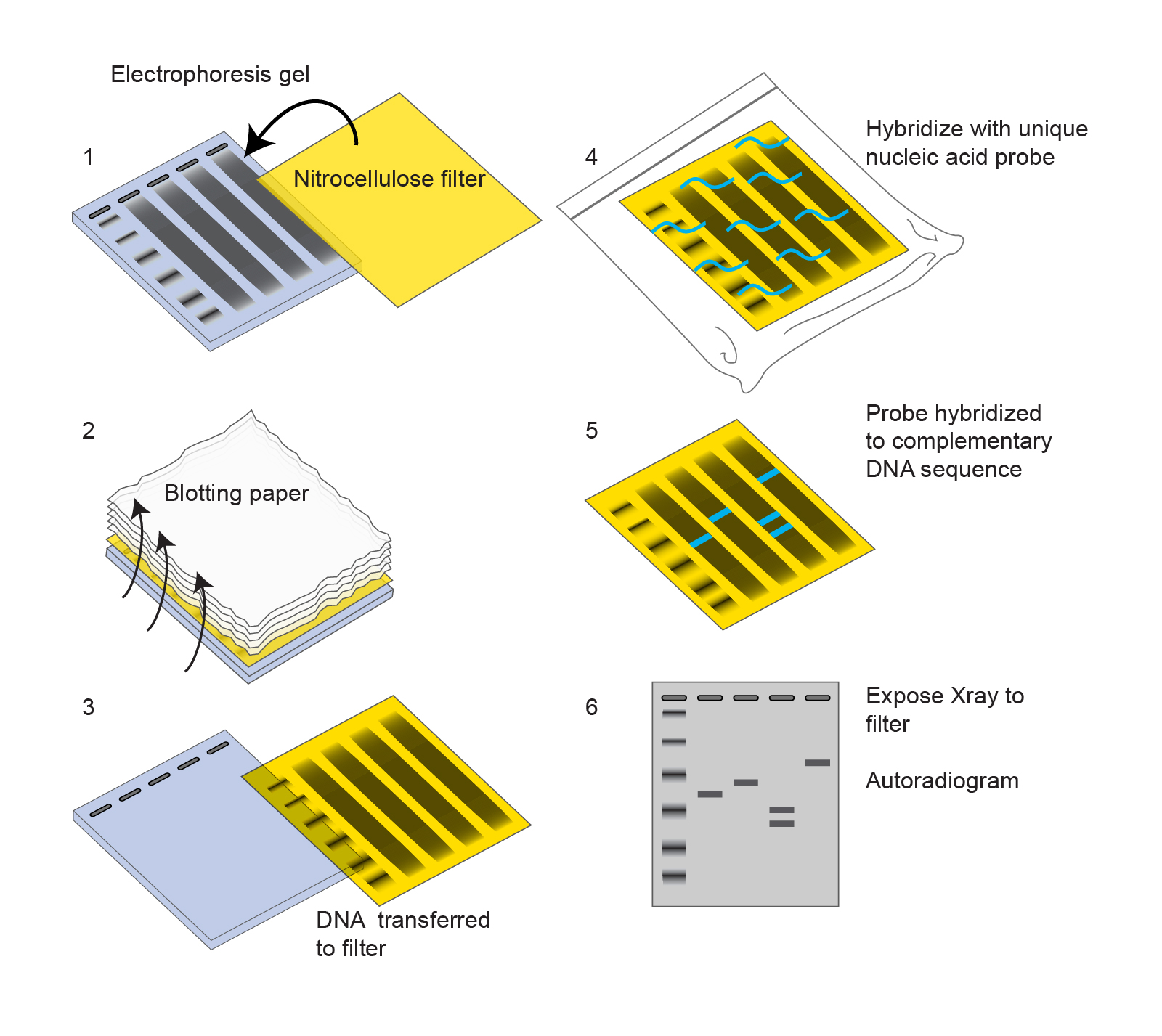 step by step western blot procedure