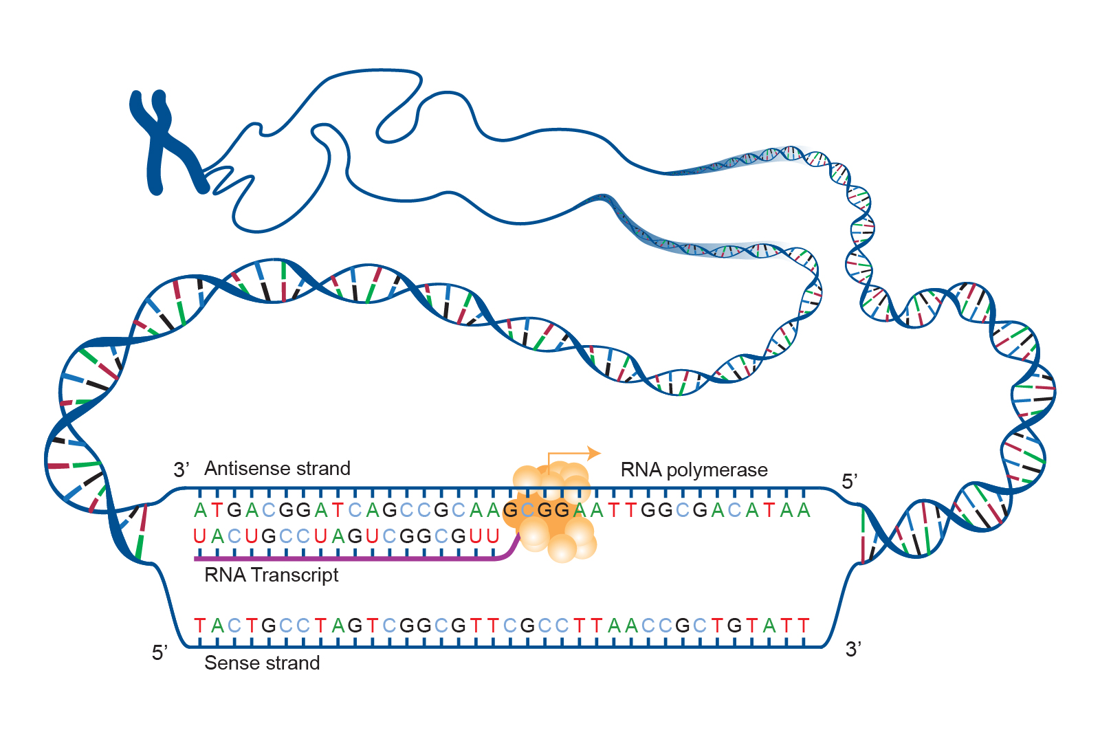 Transcription