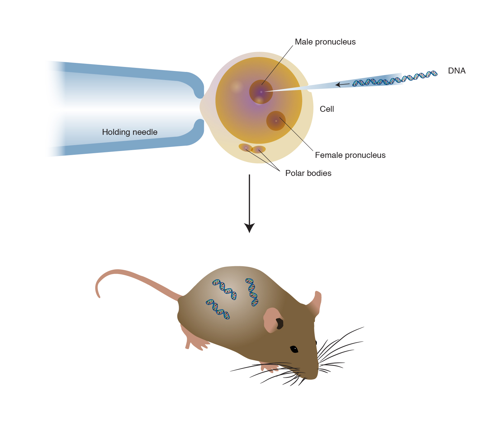 Mice cells