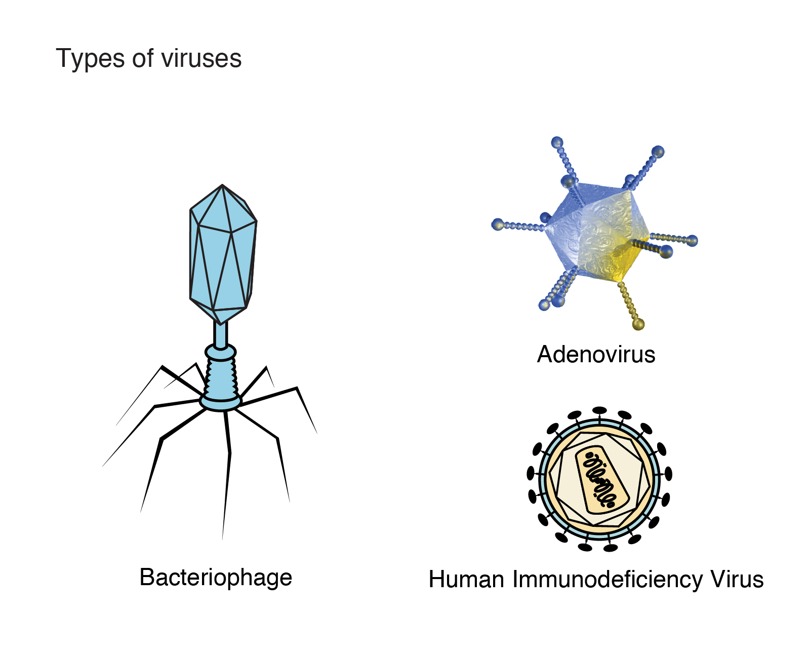 Qu'est-ce qu'un virus? Qu'est-ce qu'un virus?