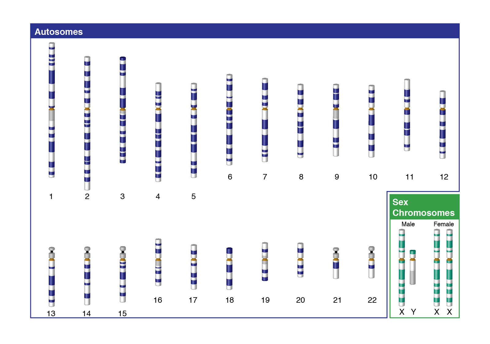 X Chromosome