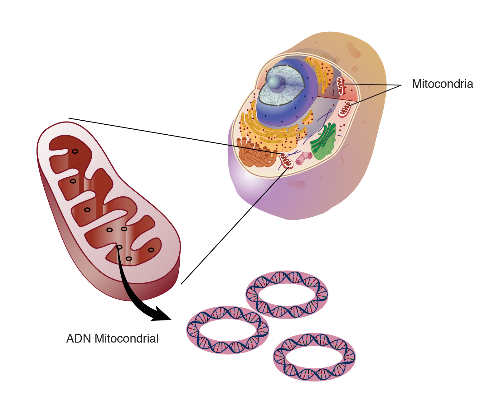 ADN_mitocondrial