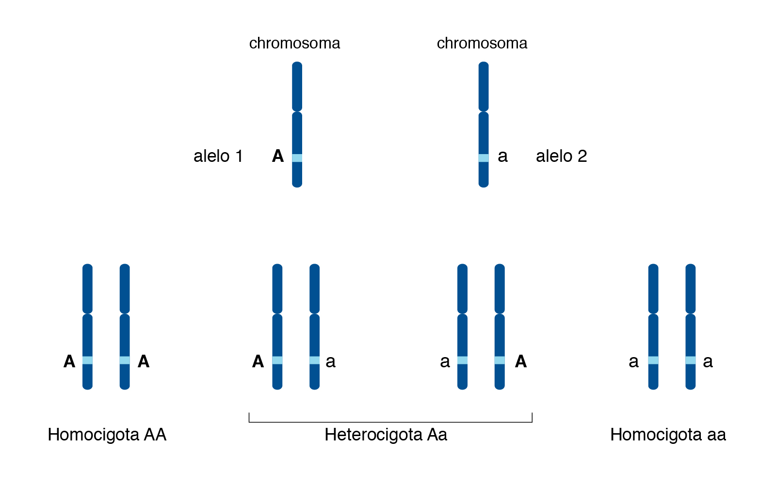 Аллельными генами являются. Ген Локус аллель. Локус хромосомы аллели. Гомологичные хромосомы и аллельные гены. Аллельный ген это в генетике.