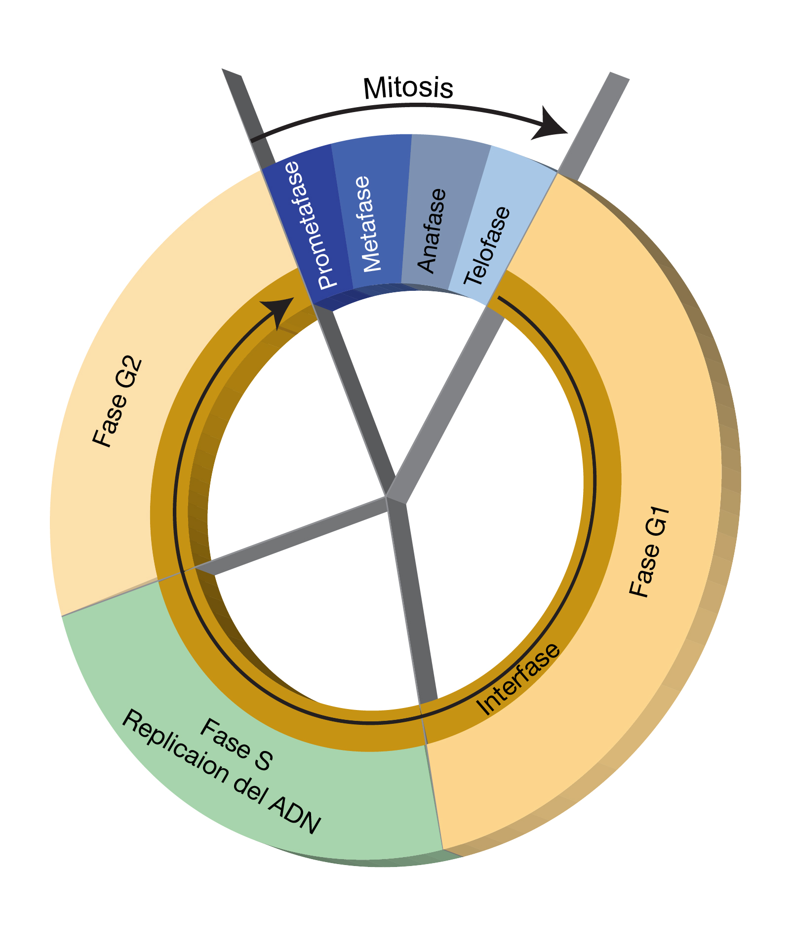  Ciclo_celular