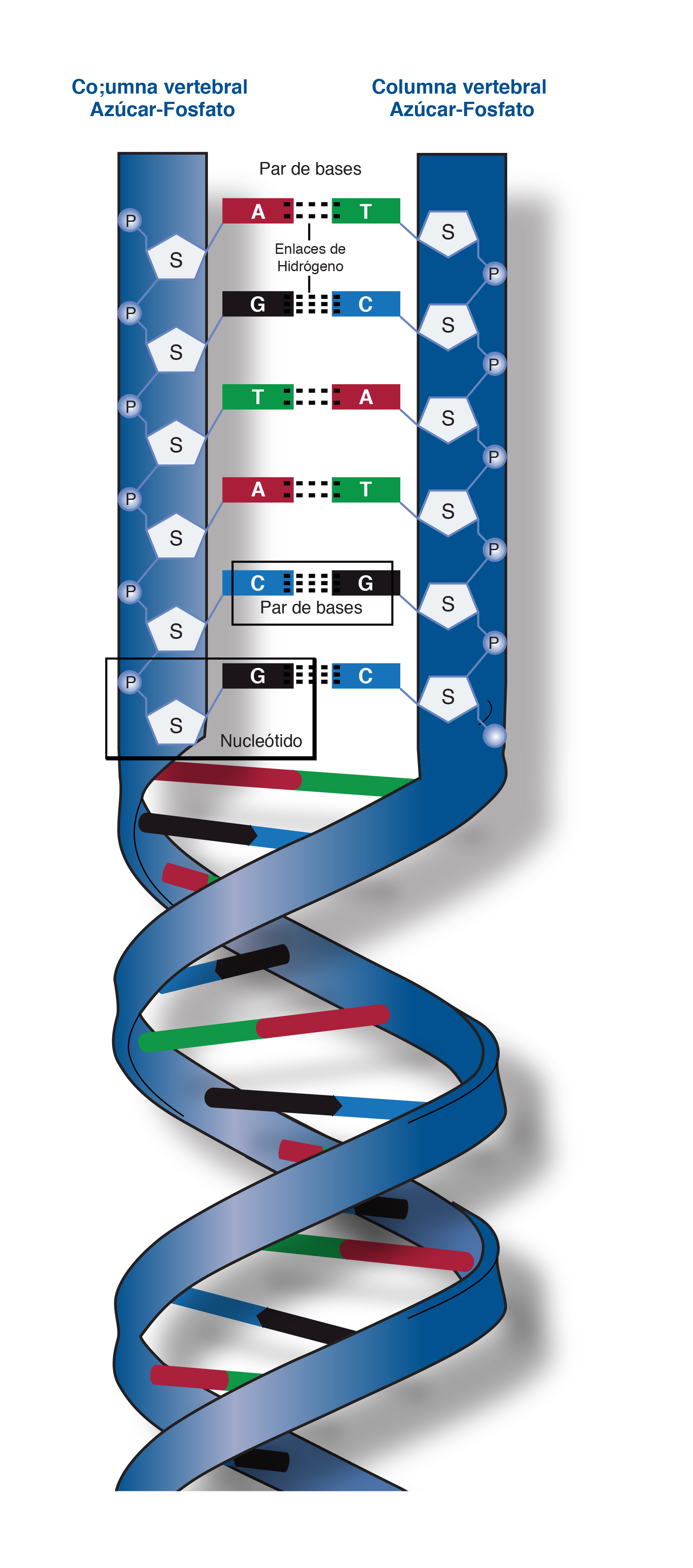  Columna_vertebral_de_fosfato