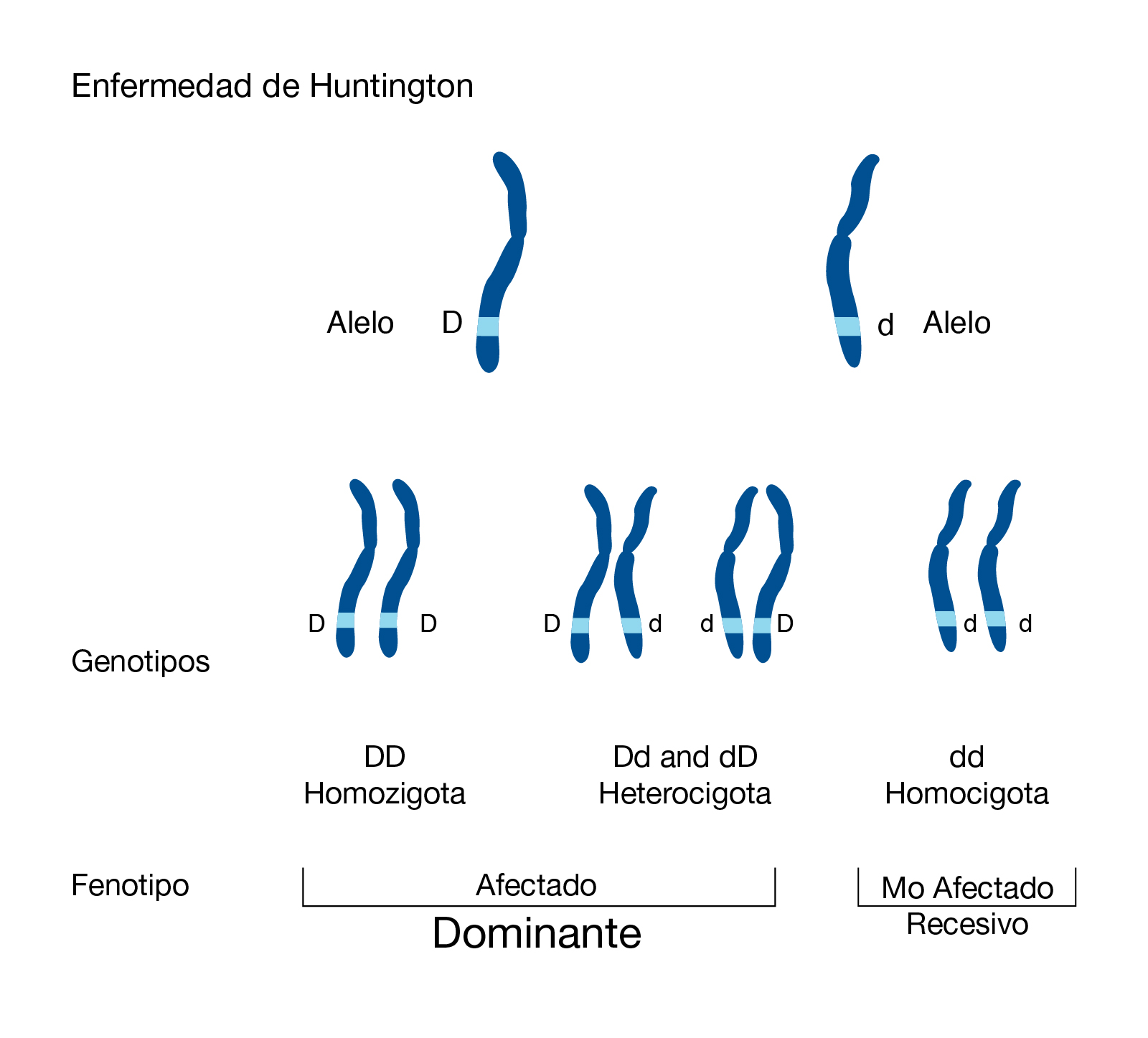  Dominante