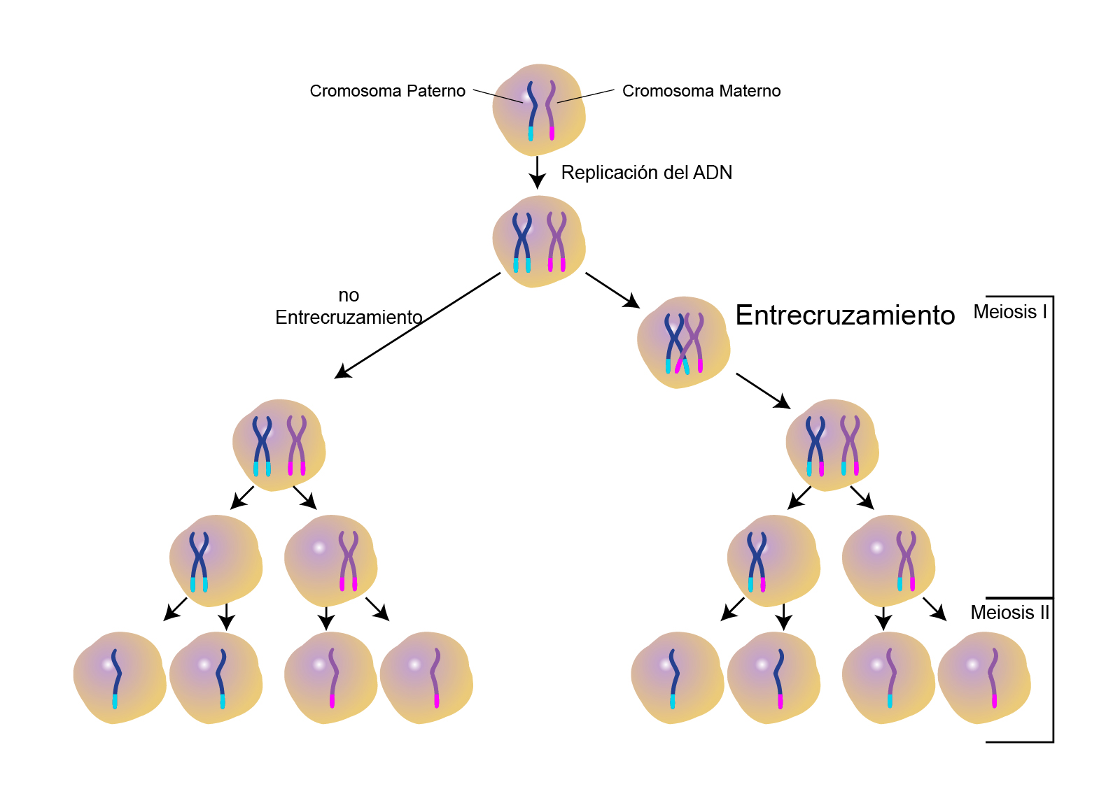 Entrecruzamiento cromosómico | NHGRI