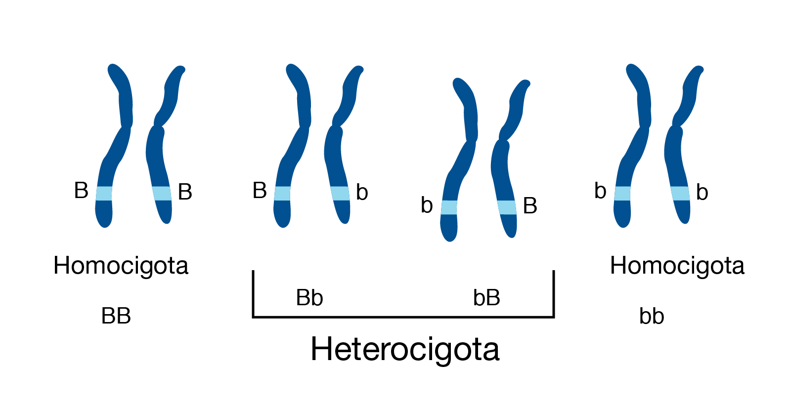 Группа генов расположенных в одной хромосоме. Homozygous. Гомозиготные хромосомы. Гомозиготные и гетерозиготные организмы это. Гомозигота и гетерозигота это.