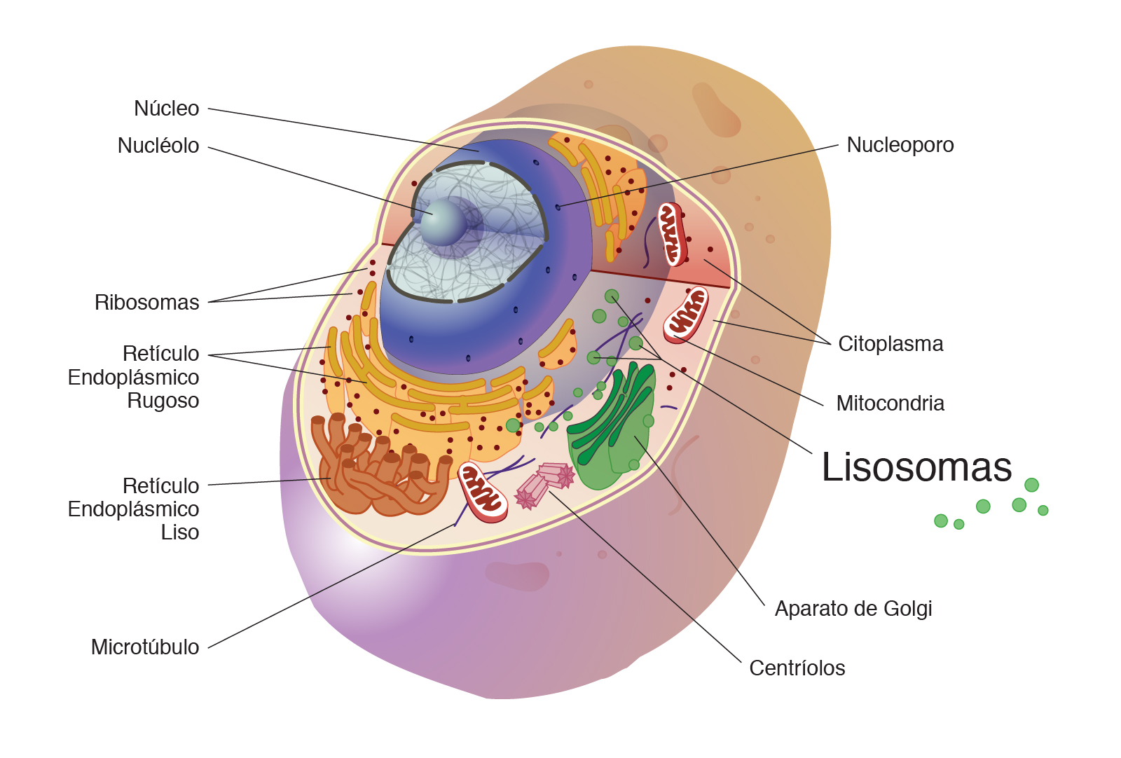  Lisosoma