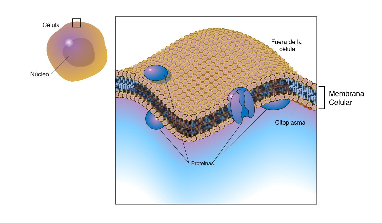 movimiento Letrista Marinero Membrana celular (membrana citoplasmática) | NHGRI