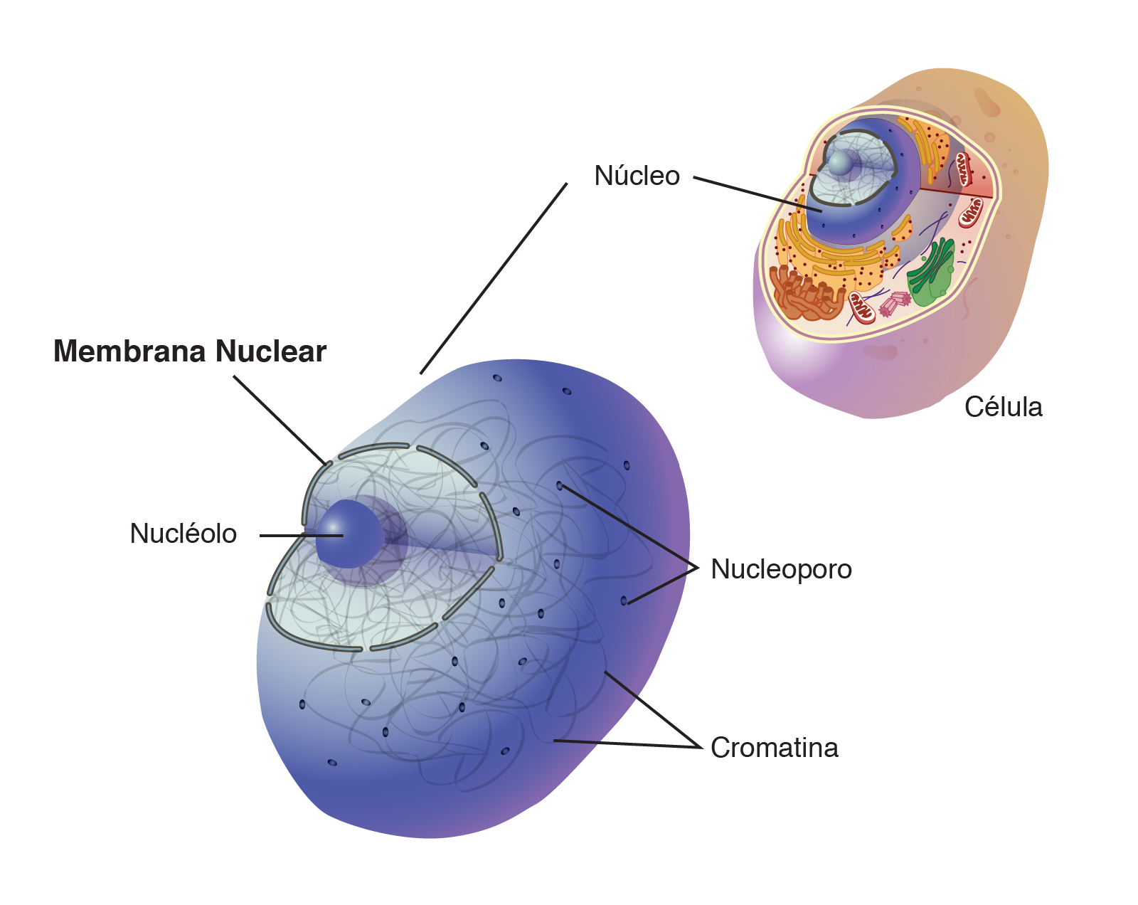 Membrana Nuclear Nhgri