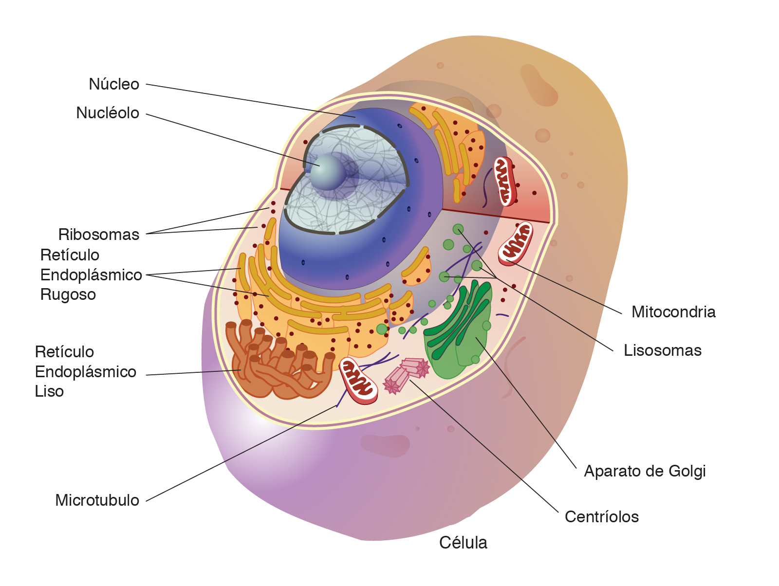  Organelo