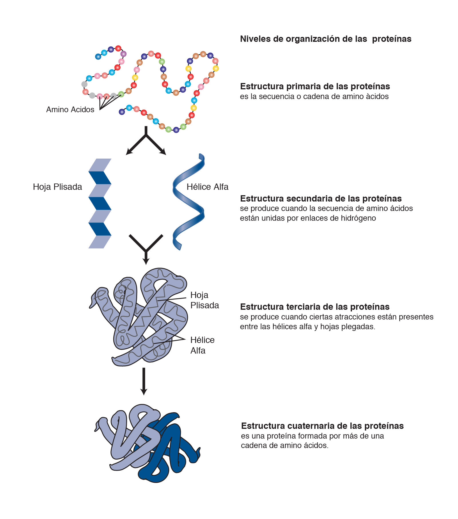 As Proteinas De Uma Celula Modisedu