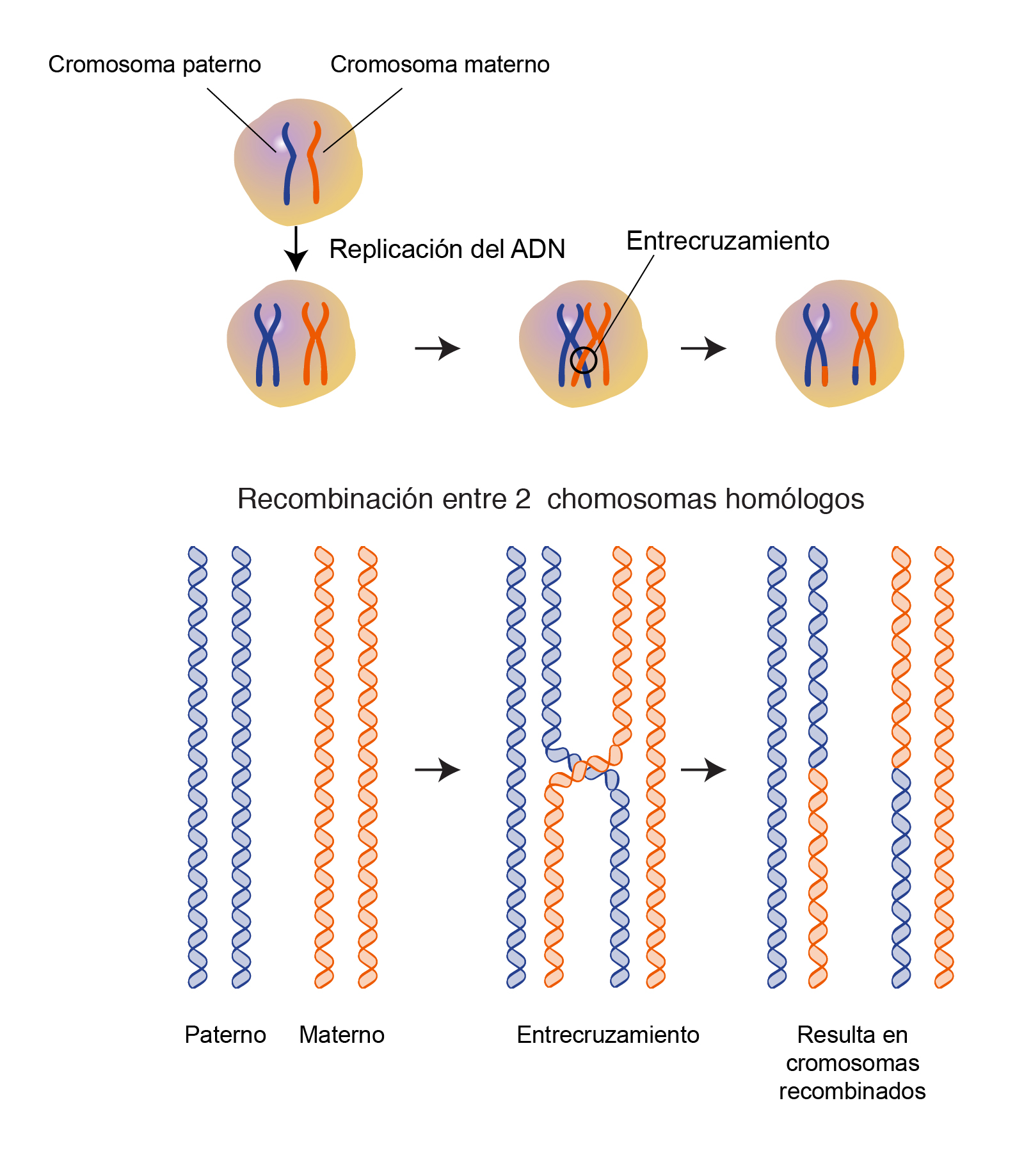 Recombinación Homóloga Nhgri