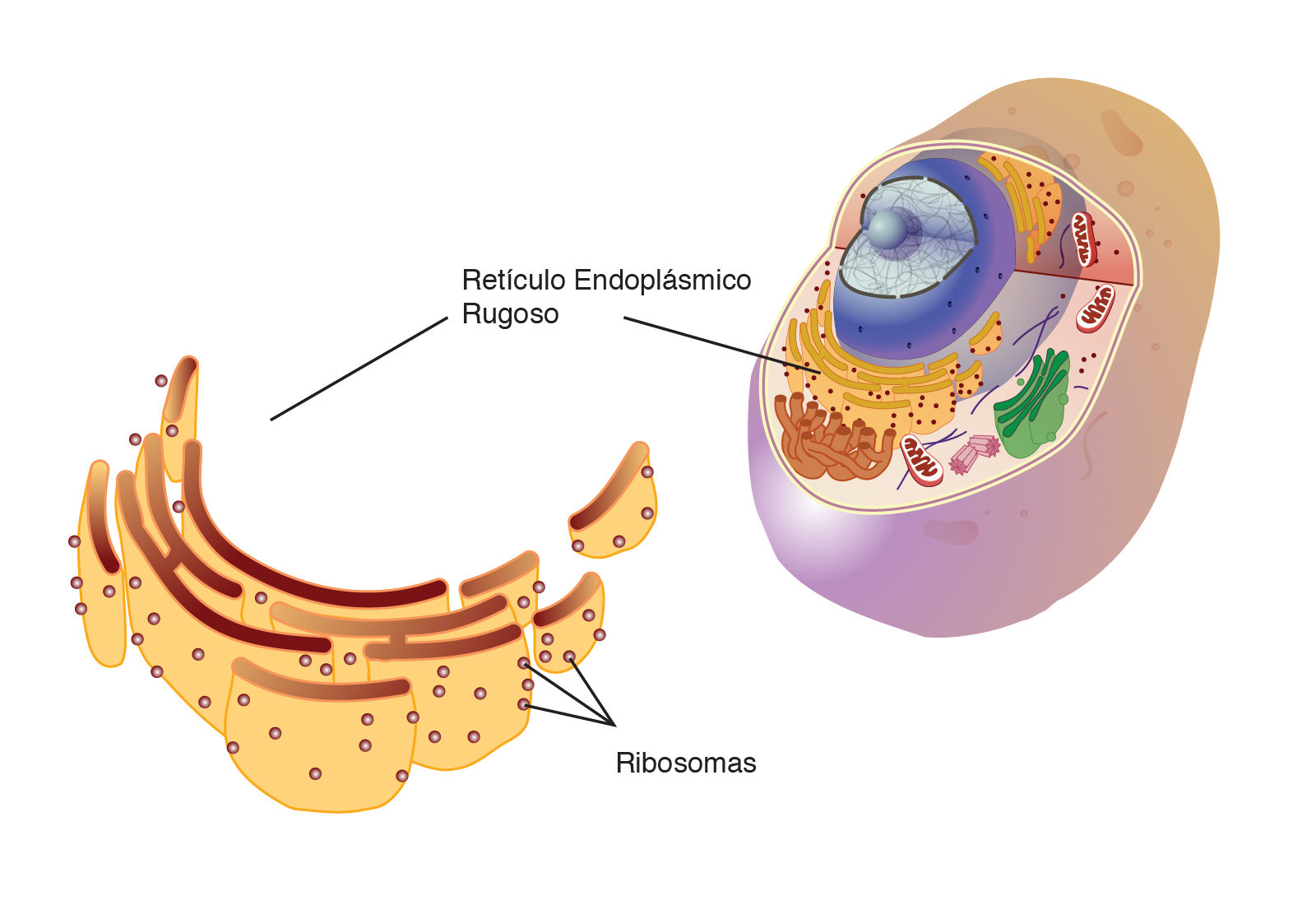 Reticulo Endoplasmatico Rugoso En Que Celula Se Encuentra O Vegetal