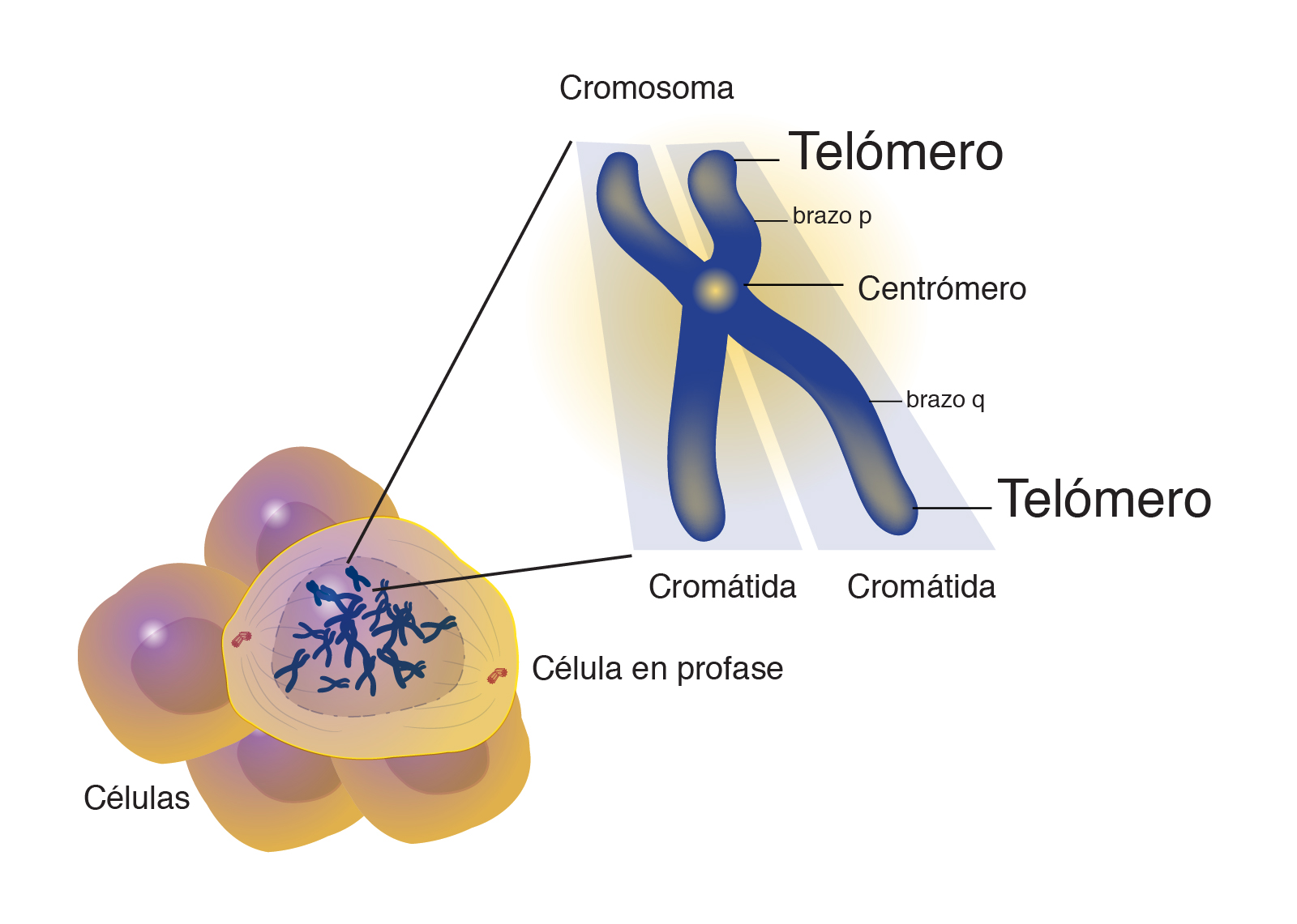 Telómero | NHGRI