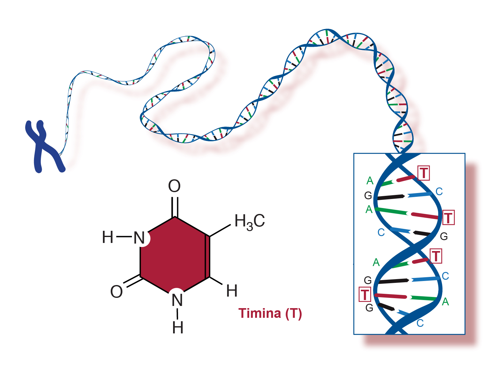 Тимин формула. Тимидин и урацил. Молекула Тимин. Тимин формула биохимия.