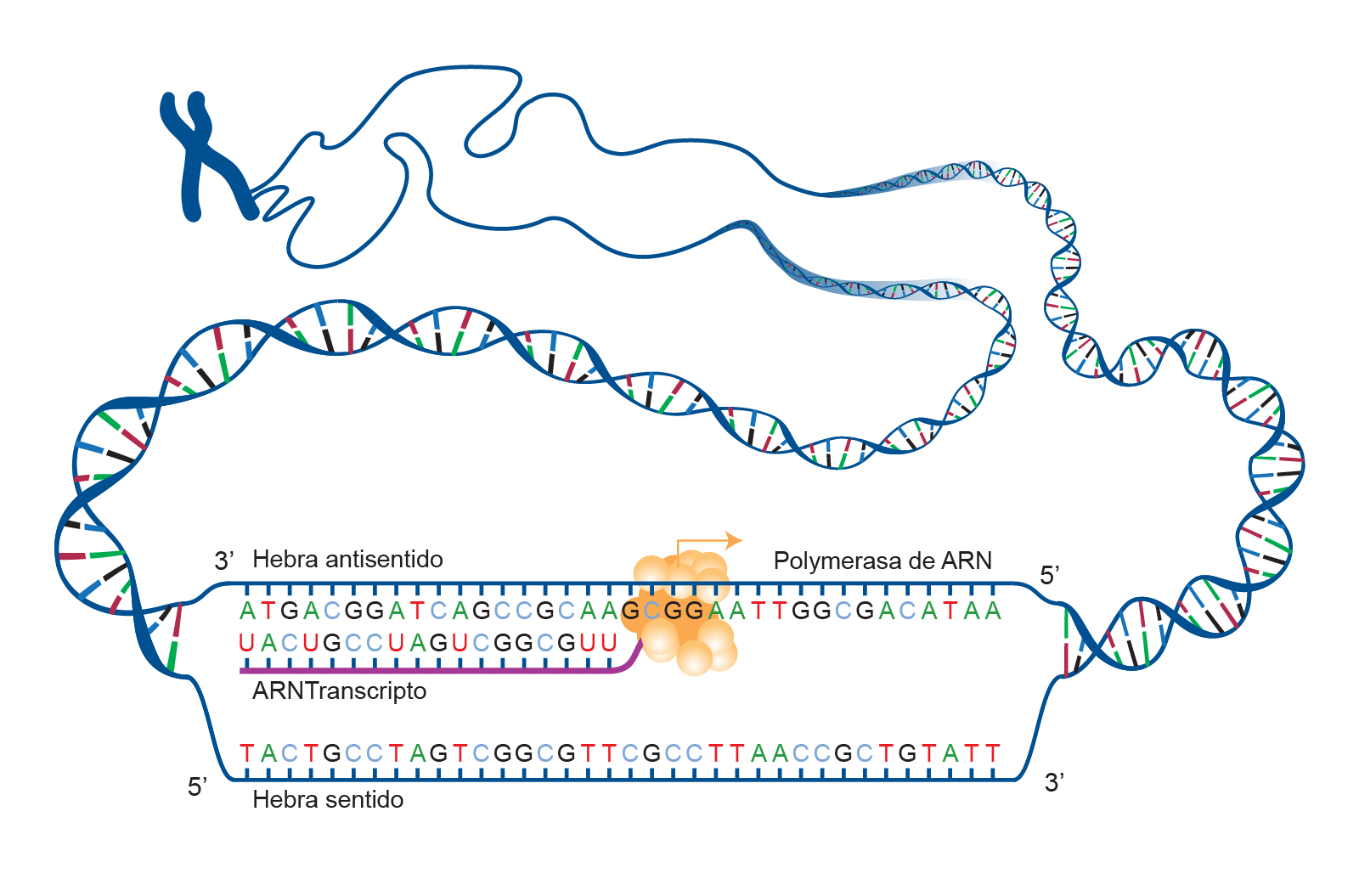 Transcripción Mind Map