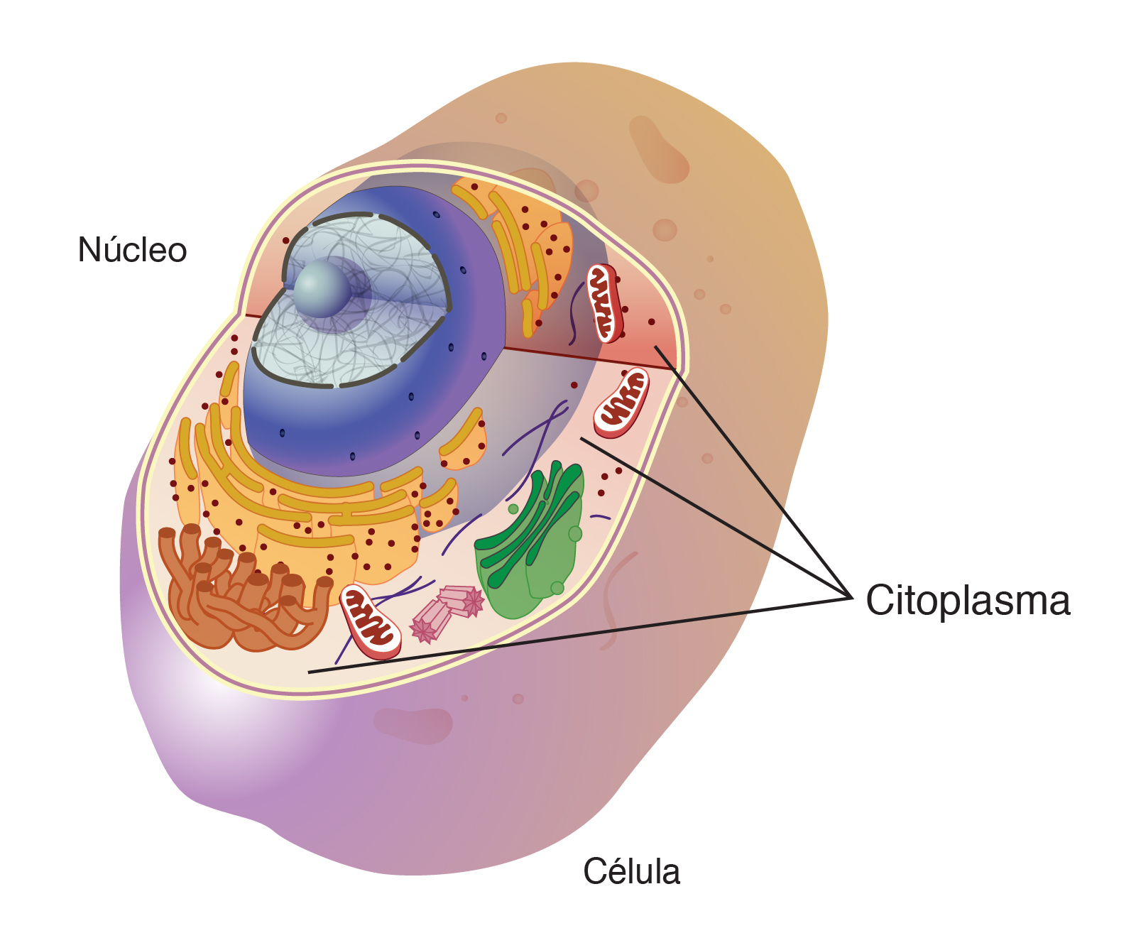 Citoplasma | NHGRI
