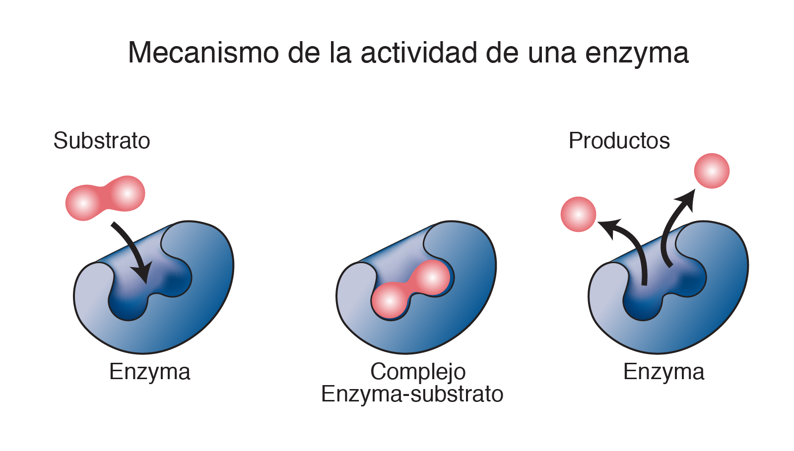 Enzimas Mind Map