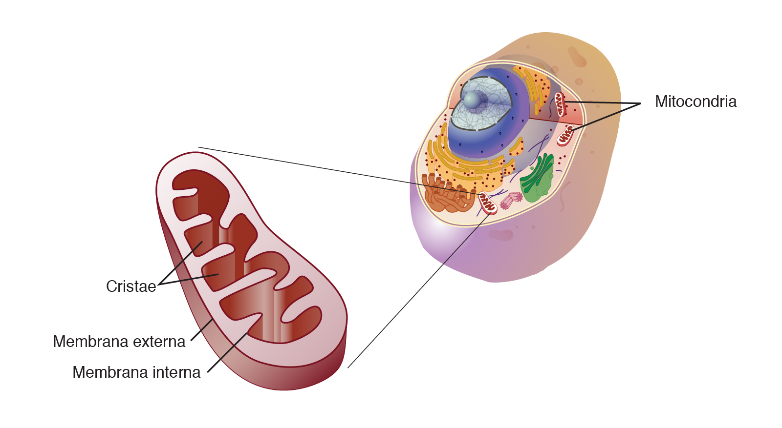 ¿Qué célula tiene más mitocondrias vegetal o animal?